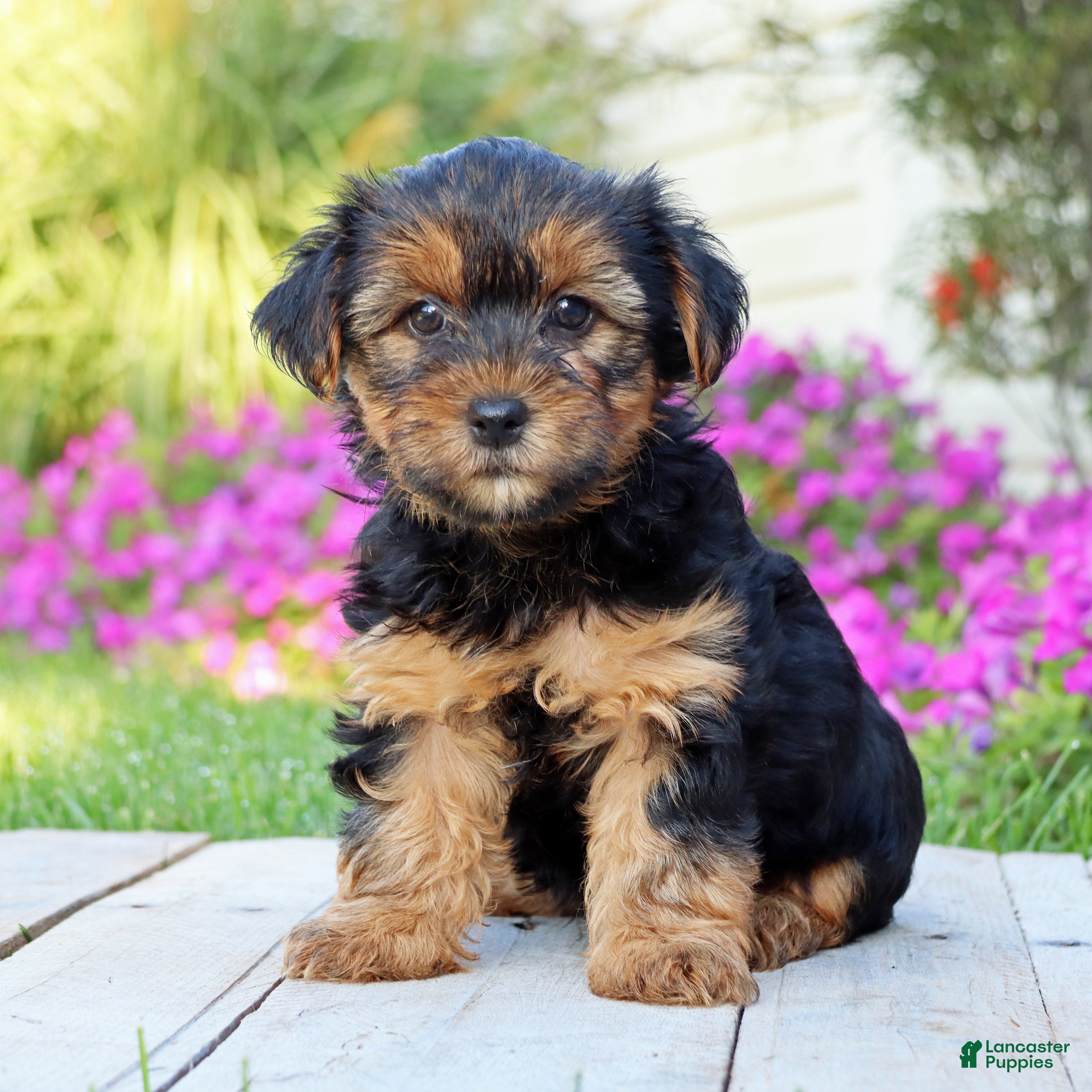 Yorkshire Terrier dogs Brinn - Ad 2