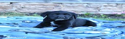 Mixed Breed dogs for sale: Bandit - Ad 3
