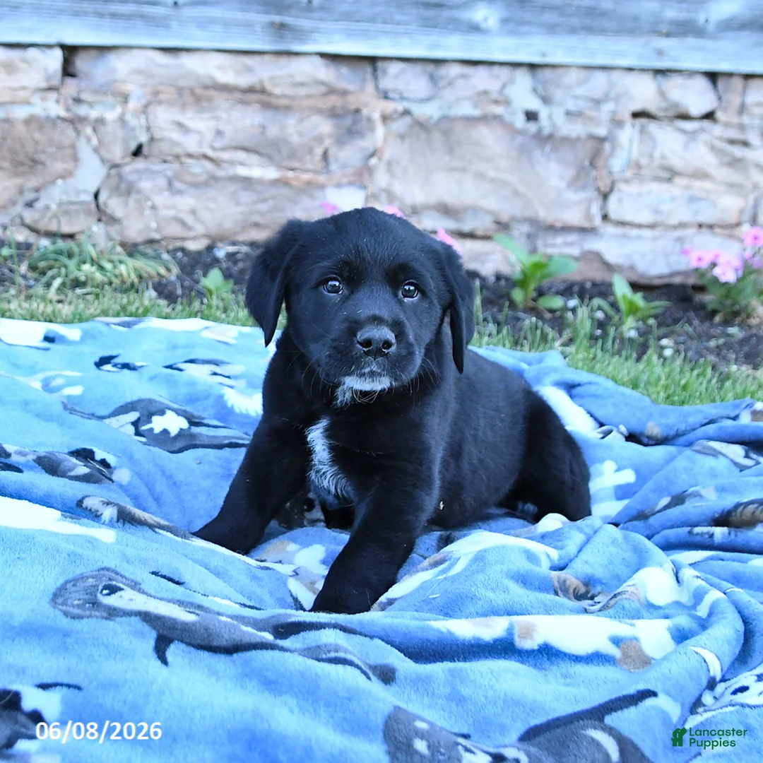 Mixed Breed dogs for sale: Bandit - Ad 3
