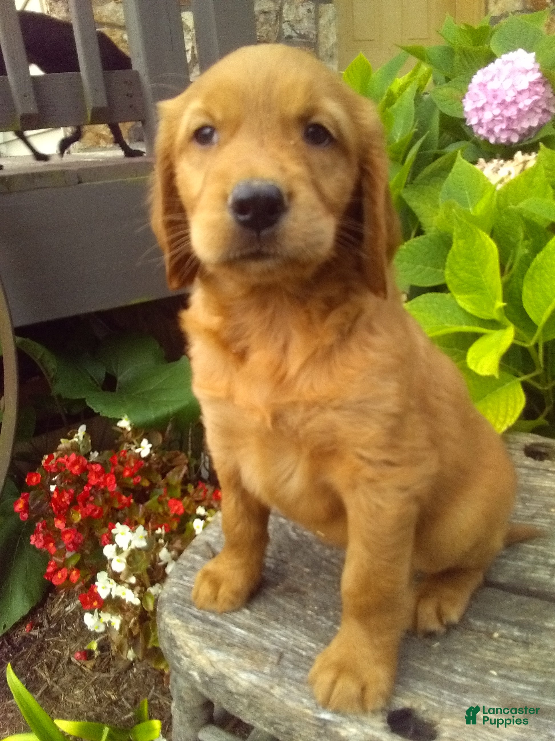 Mixed Breed dogs Victor - Ad 2