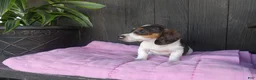 Miniature Dachshund dogs for sale: Daisy - Ad 2