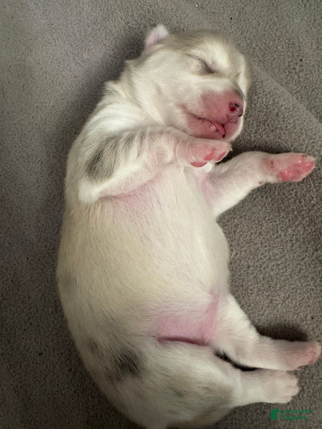 Pomsky dogs for sale: Female light grey multi color - Ad 9