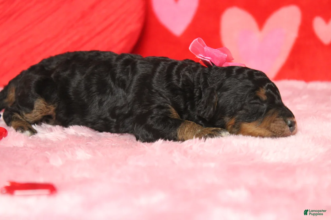 Mixed Breed dogs for sale: Sweetheart  - Ad 3