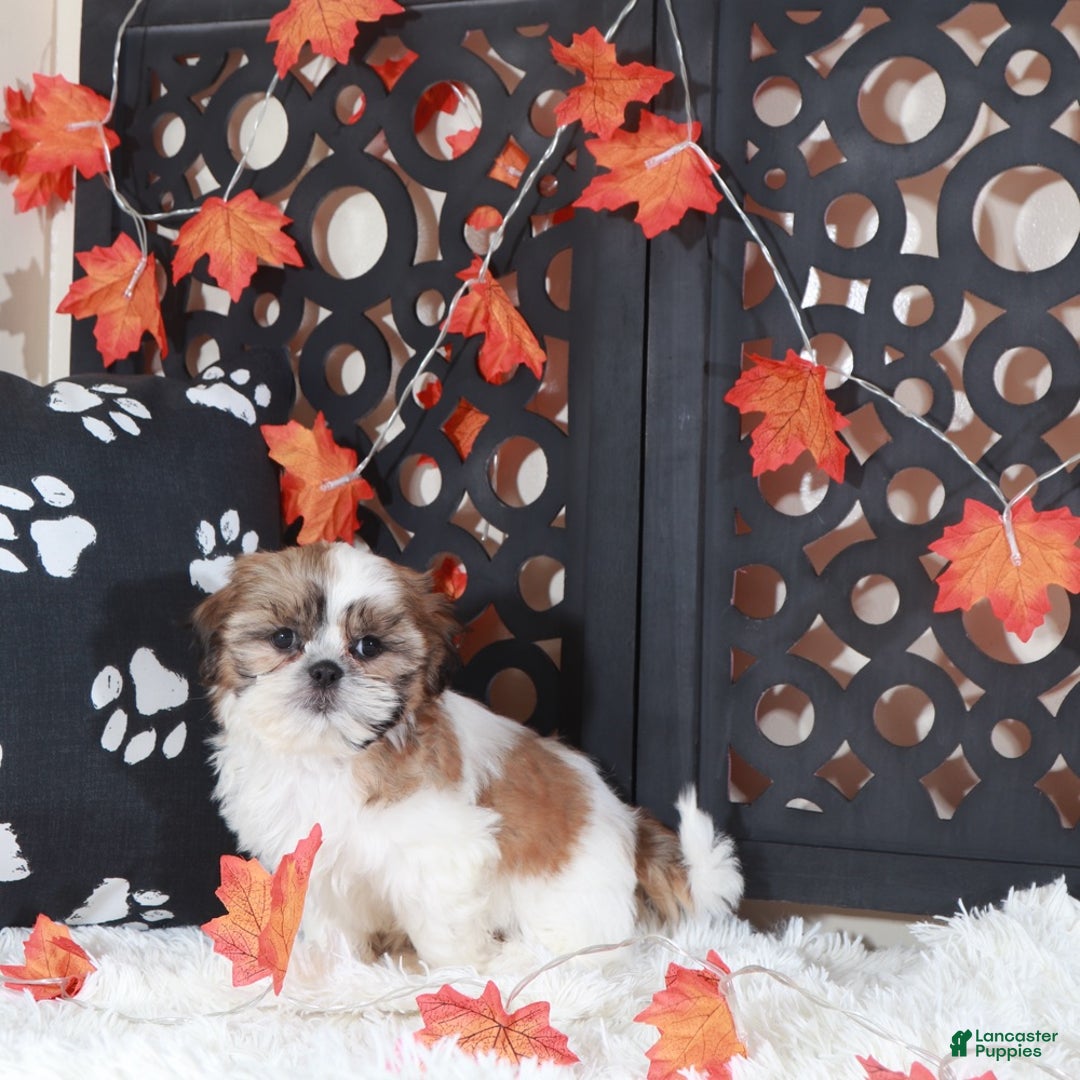 Shih Tzu dogs for sale: Conner - Ad 4