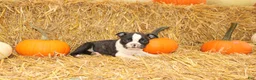 Boston Terrier dogs for sale: Justin - Ad 6