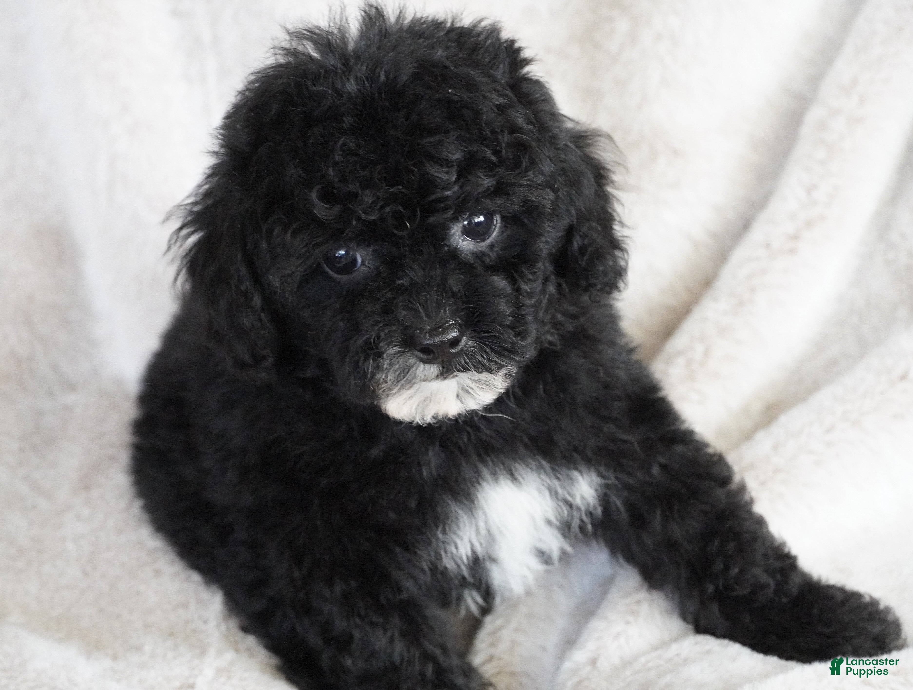 Toy Poodle dogs for sale: Toy Poodle 1 - Ad 4