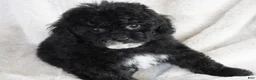 Toy Poodle dogs for sale: Toy Poodle 1 - Ad 1