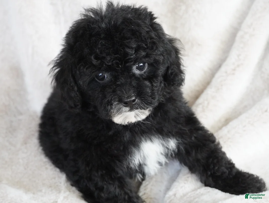 Toy Poodle dogs for sale: Toy Poodle 1 - Ad 1