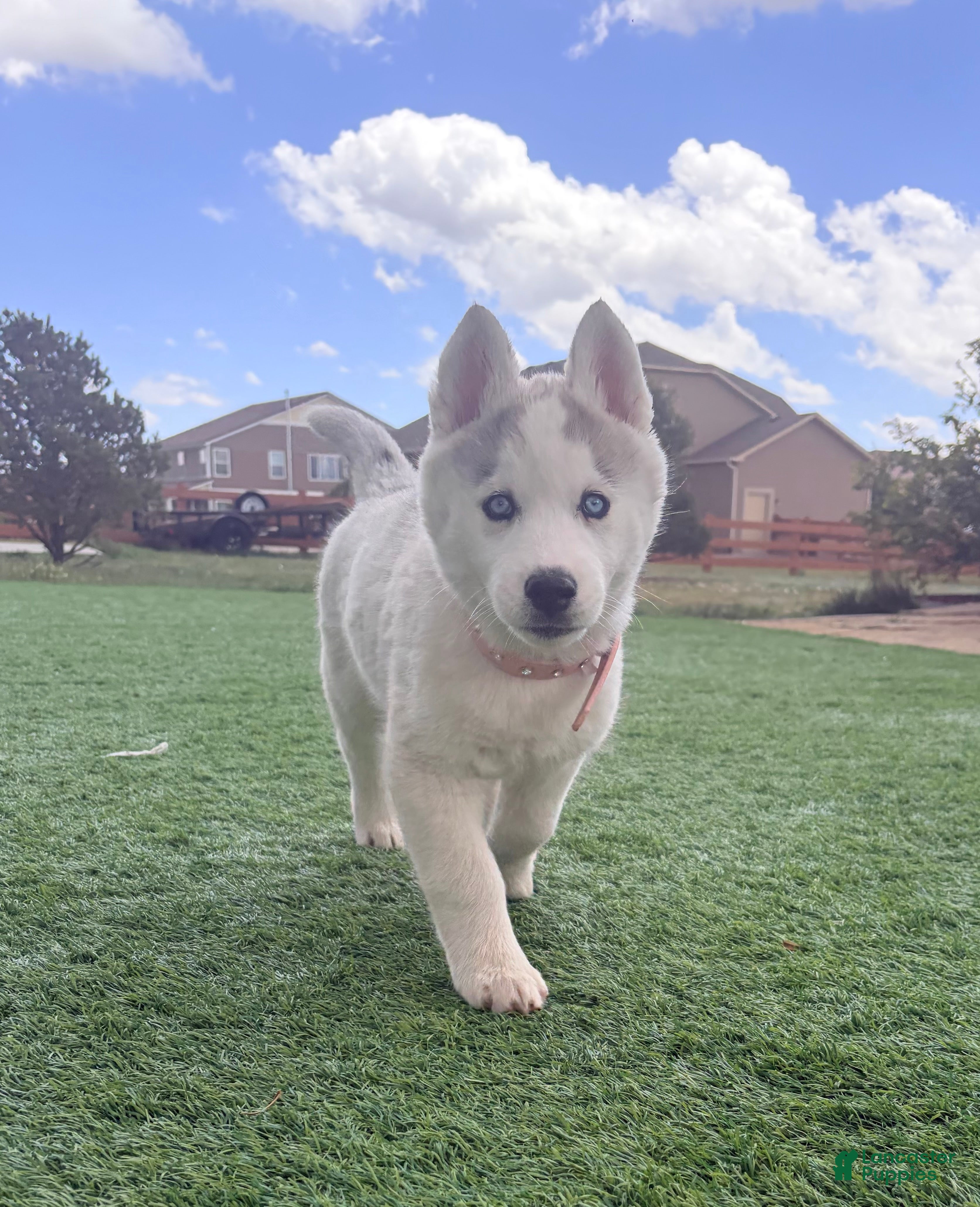 Siberian Husky dogs  Valkiera - Ad 1