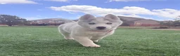Siberian Husky dogs for sale:  Valkiera - Ad 1