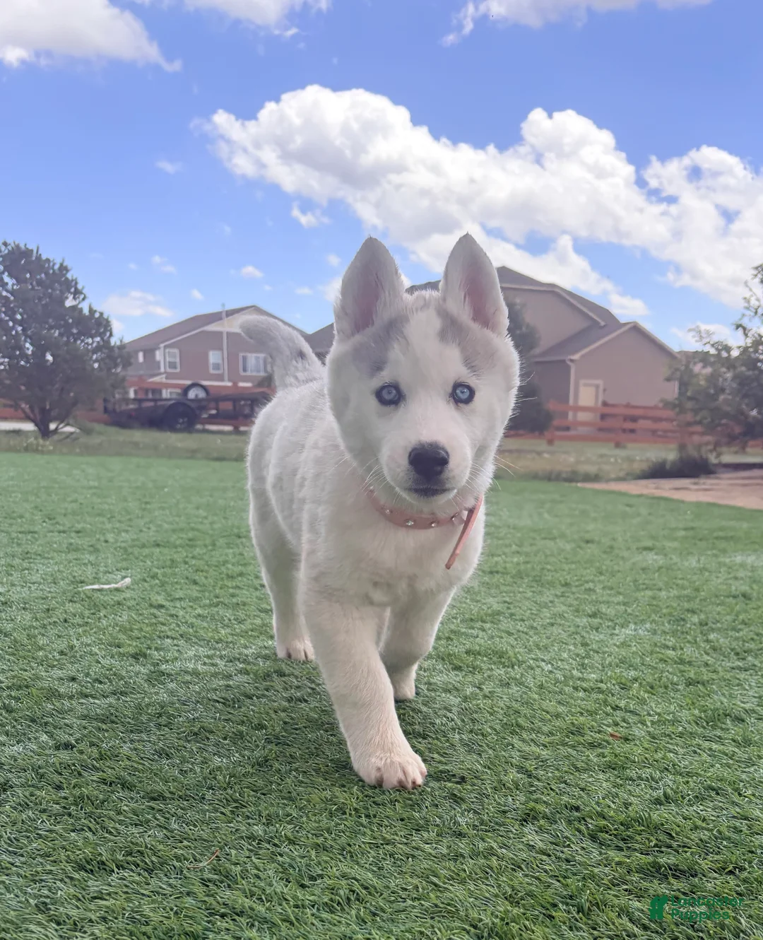 Siberian Husky dogs for sale:  Valkiera - Ad 1
