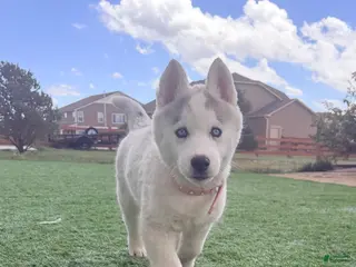 Siberian Husky dogs for sale: Valkiera - Ad 2