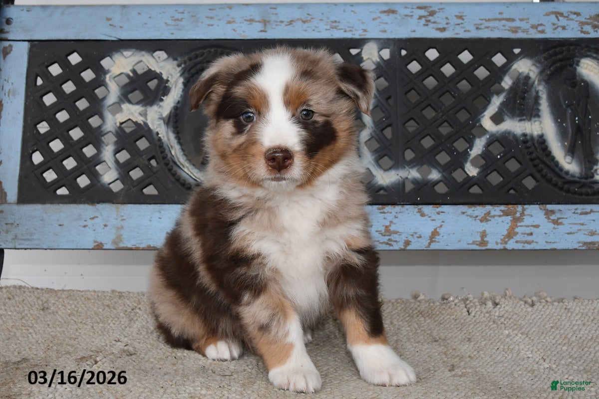 Australian Shepherd dogs for sale: Bear - Ad 3