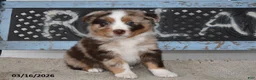 Australian Shepherd dogs for sale: Bear - Ad 1