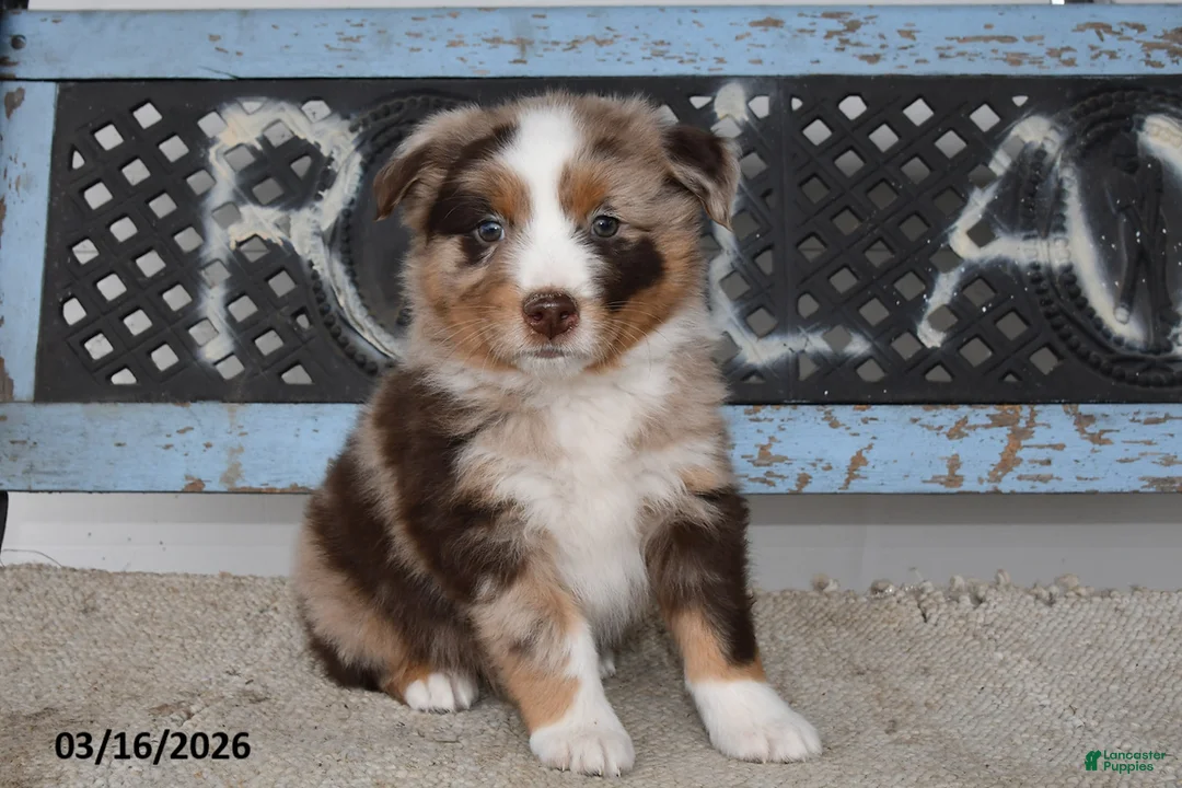 Australian Shepherd dogs for sale: Bear - Ad 1