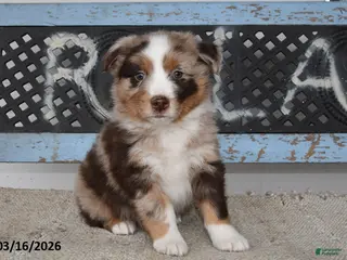 Australian Shepherd dogs for sale: Bear - Ad 3