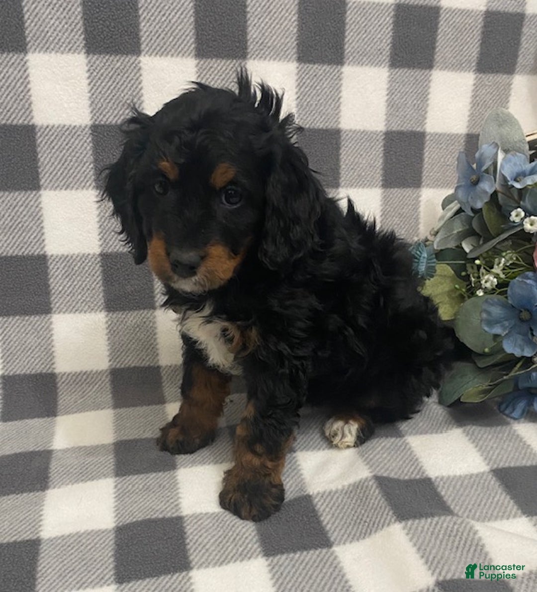 Mini Bernedoodle dogs for sale: Jasper - Ad 6