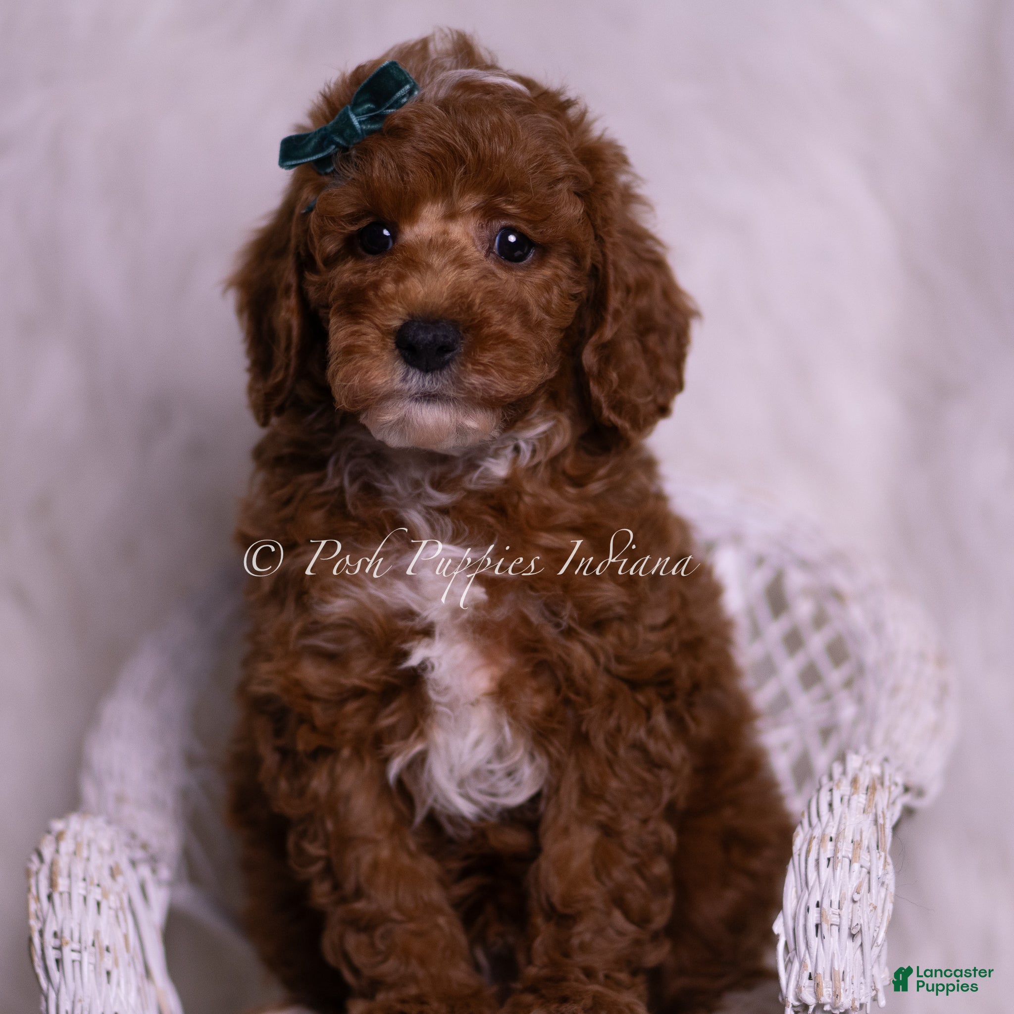 Toy Poodle dogs Moonlight - Ad 34