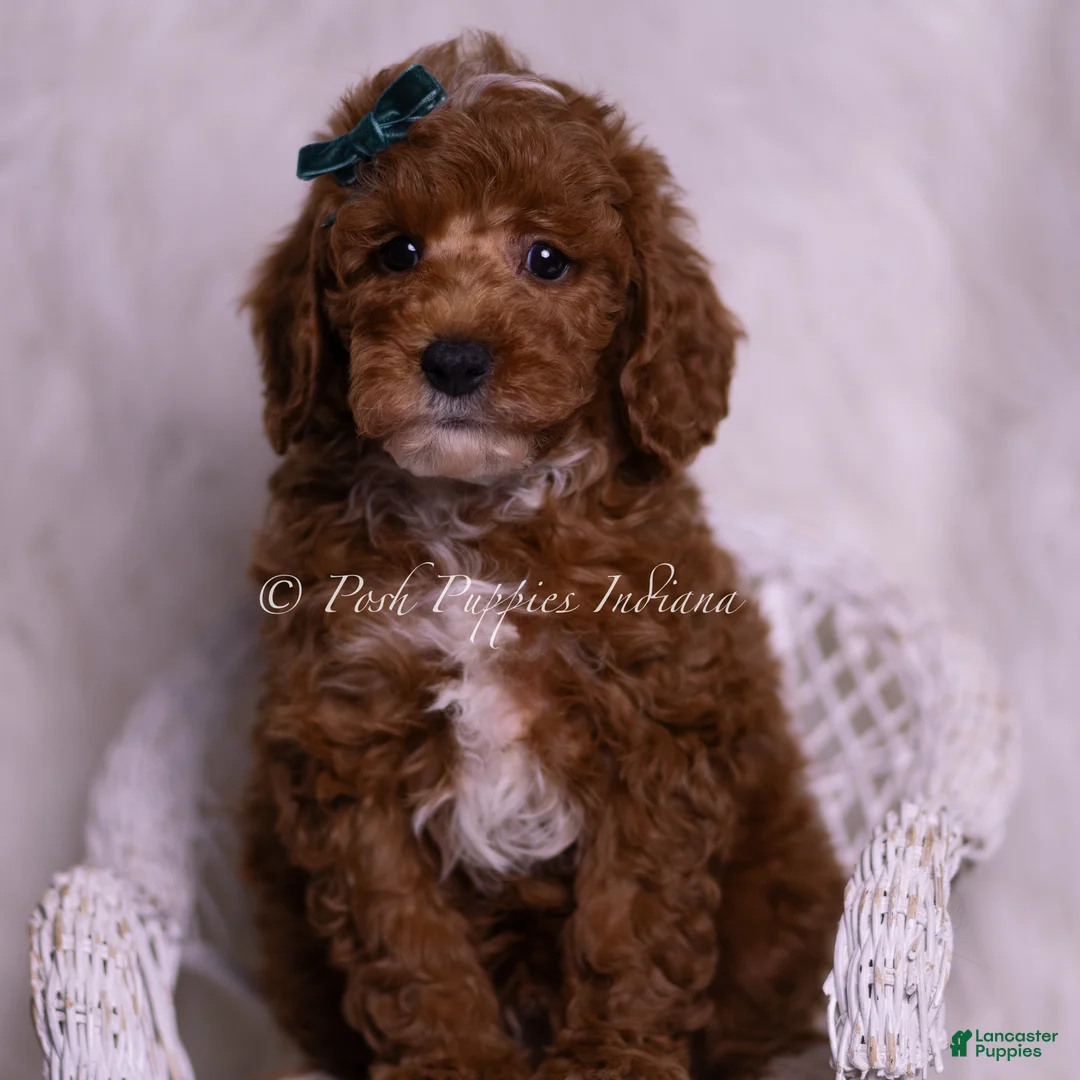 Toy Poodle dogs for sale: Moonlight - Ad 1