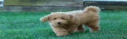 Mini Goldendoodle dogs for sale: MAX - Ad 12