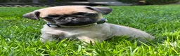 Pug dogs for sale: Bella - Ad 1