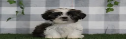 Shih Tzu dogs for sale: Bruno - Ad 2