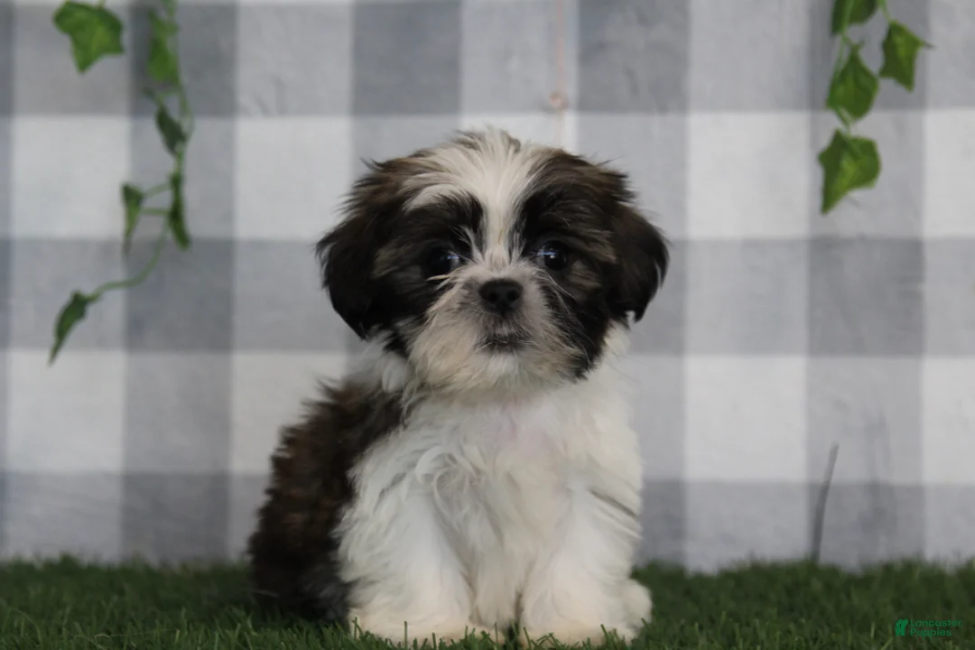Shih Tzu dogs for sale: Bruno - Ad 2