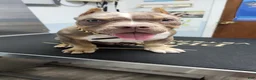 American Bully dogs for sale: American Bully - Ad 11