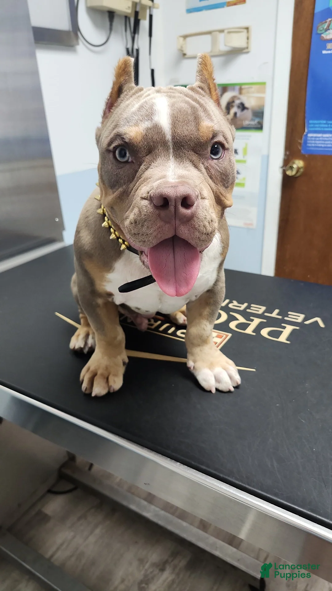 American Bully dogs for sale: American Bully - Ad 11