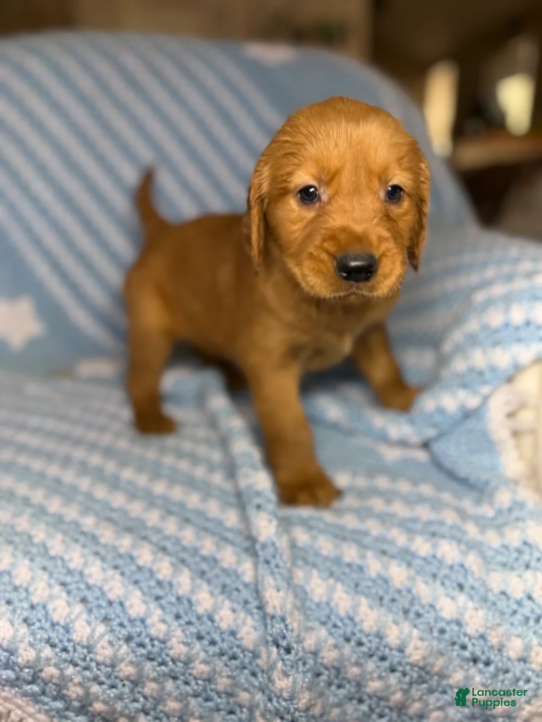 Golden Retriever dogs for sale: Golden Retriever Puppy 2 - Ad 1