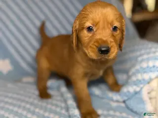 Golden Retriever dogs Golden Retriever Puppy 2 - Ad 37