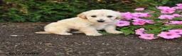Mini Goldendoodle dogs for sale: Rita - Ad 1