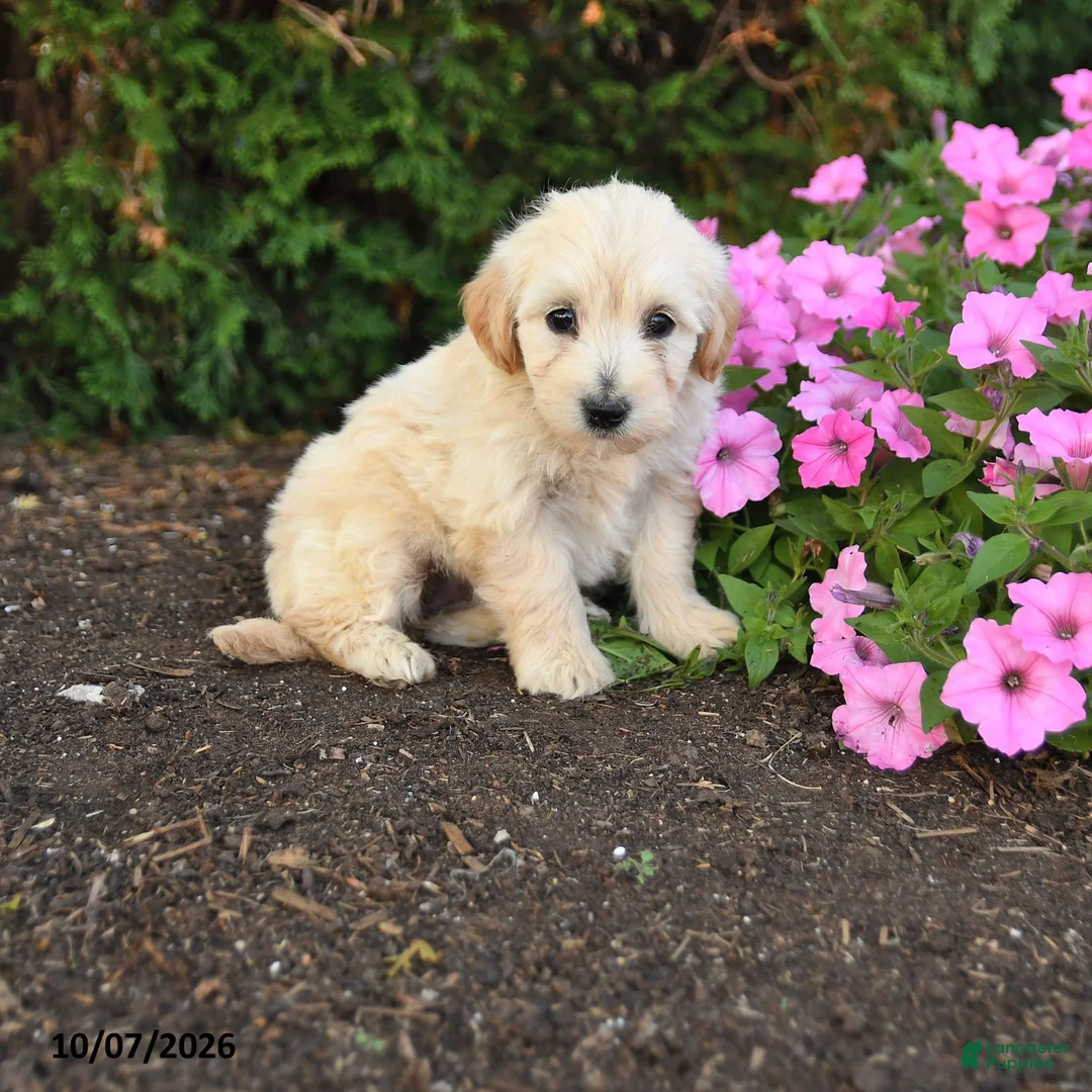 Mini Goldendoodle dogs for sale: Rita - Ad 1
