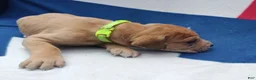 Great Dane dogs for sale: Great Dane - Lime Green - Fawn Merle (Scooby Doo) - Ad 6