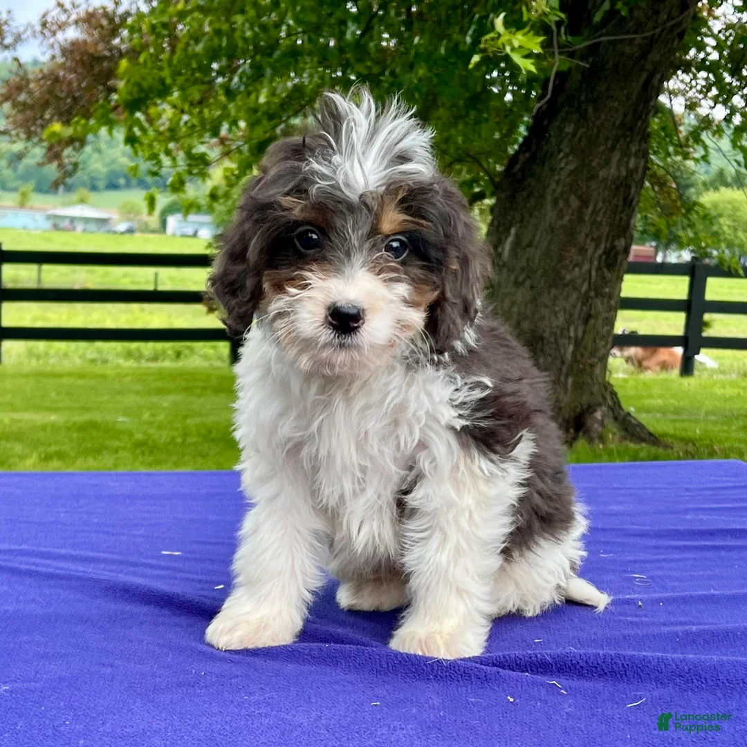 Bernedoodle dogs for sale: Norman - Ad 4