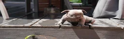 French Bulldog dogs for sale: Bentley Blue - Ad 13