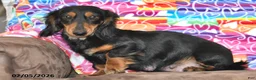 Miniature Dachshund dogs for sale: Coco - Ad 6