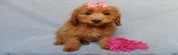 Mini Goldendoodle dogs for sale: Laci - Ad 3