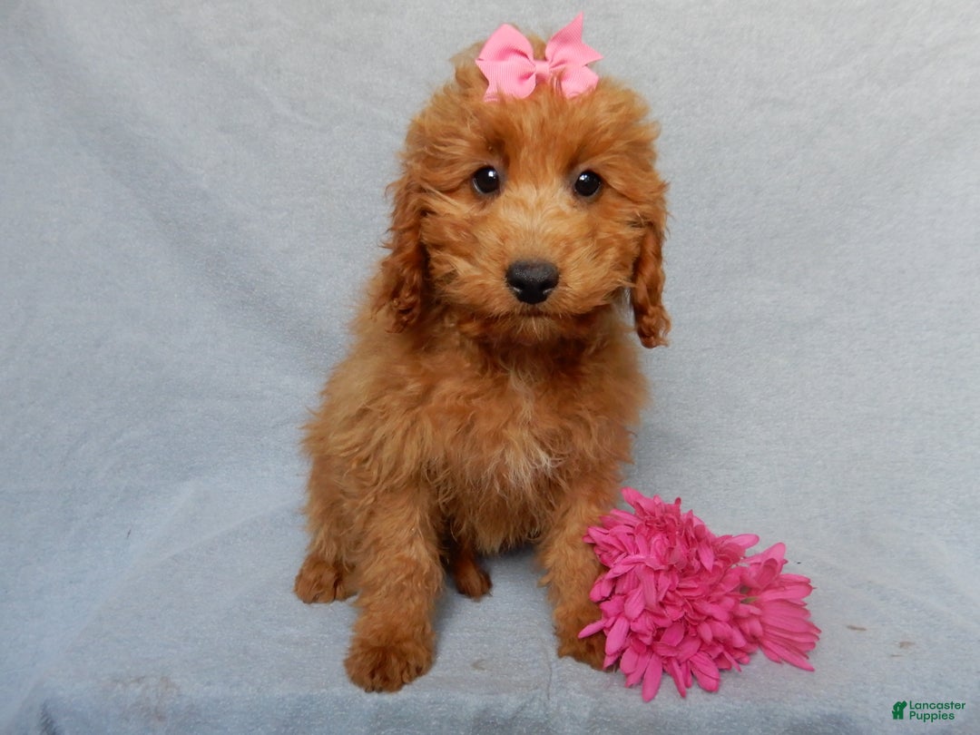 Mini Goldendoodle dogs for sale: Laci - Ad 3