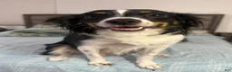 Toy Australian Shepherd dogs for sale: Toy Australian Shepherd 3 - Ad 4