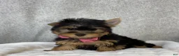 Yorkshire Terrier dogs for sale: Dolly - Ad 7