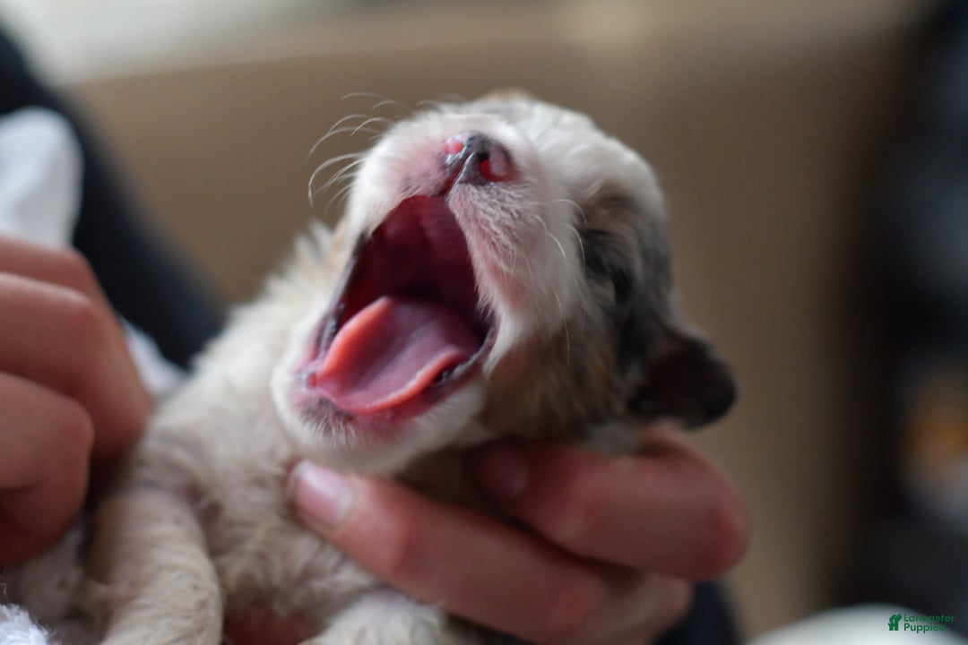 Mini Aussiedoodle dogs for sale: Cash - Ad 5