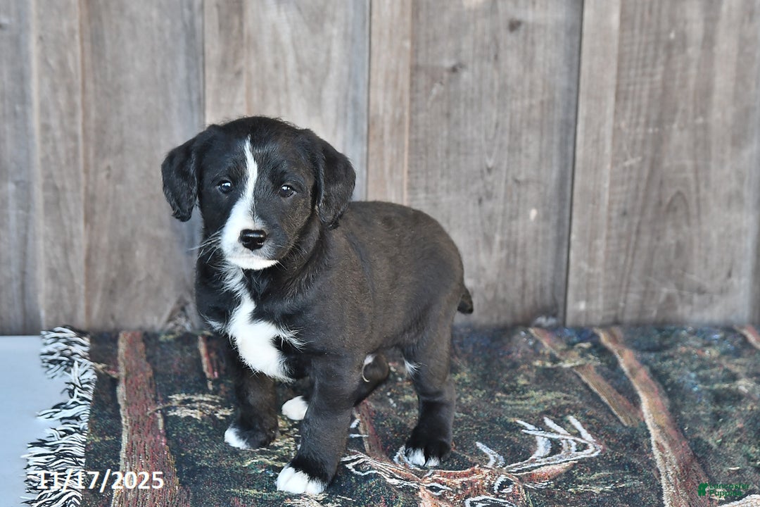 Mixed Breed dogs for sale: Rascal - Ad 2