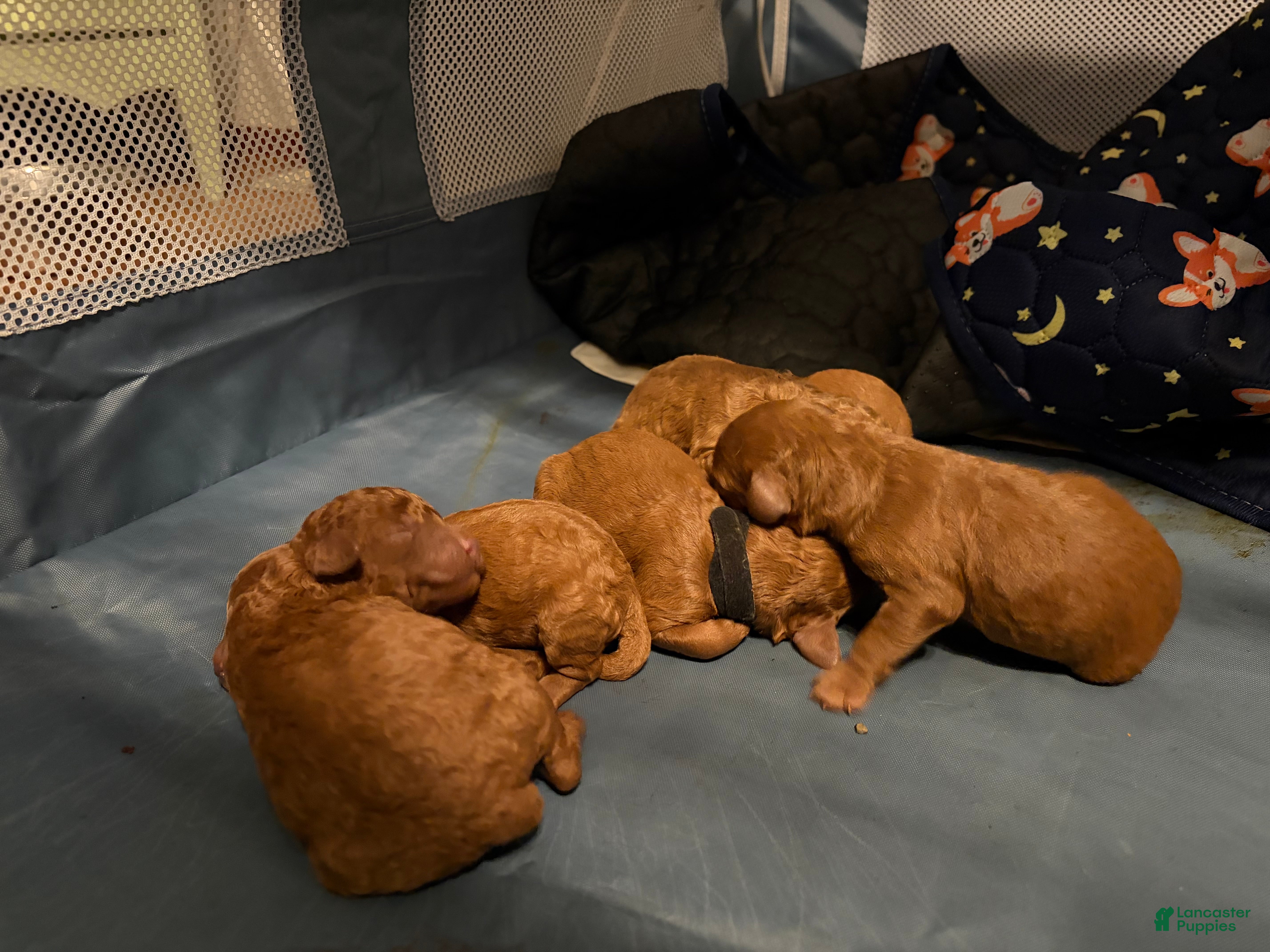 Mini Goldendoodle dogs Mini Goldendoodle 2 - Ad 1