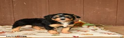 Mini Bernedoodle dogs for sale: Kooper - Ad 2