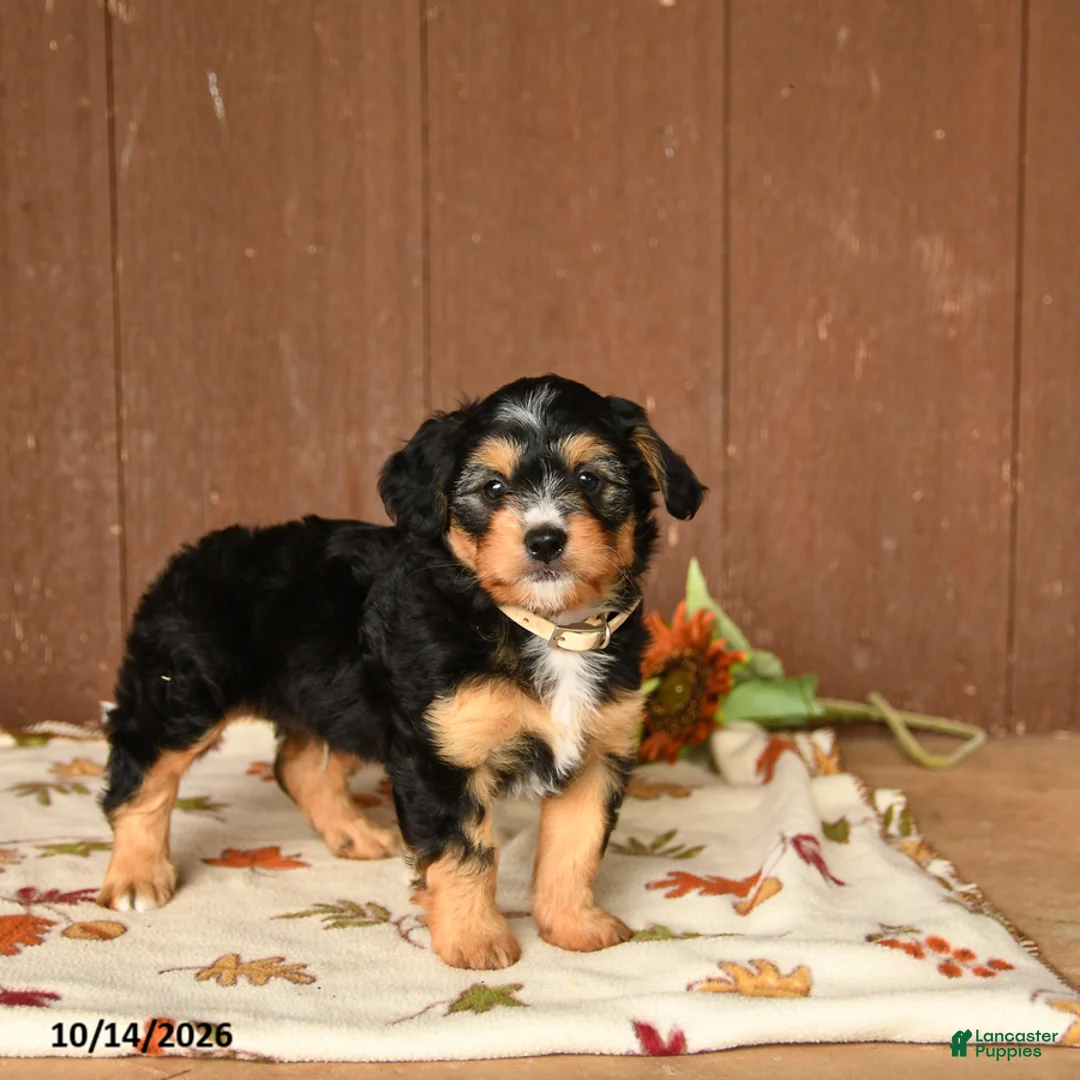 Mini Bernedoodle dogs for sale: Kooper - Ad 2