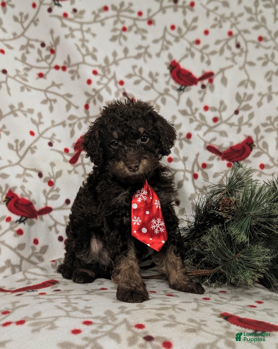 Mini Bernedoodle dogs for sale: Adken Hypoallergenic - Ad 1