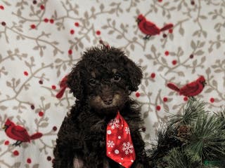Mini Bernedoodle dogs Adken Hypoallergenic - Ad 21
