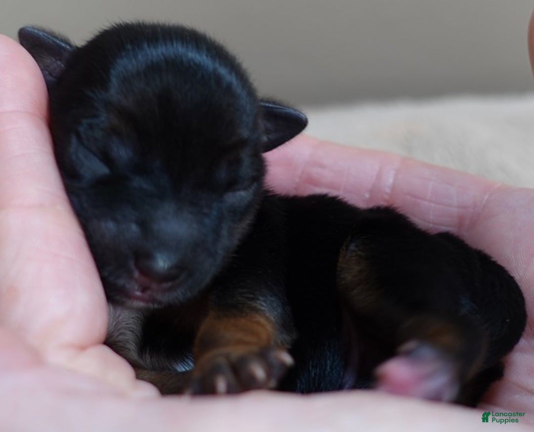 Yorkshire Terrier dogs for sale: Bali - Ad 4