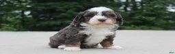 Mini Bernedoodle dogs for sale: Peyton  - Ad 2